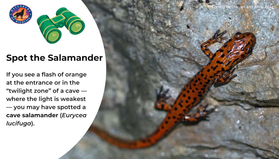 Graphic with tips about spotting a cave salamander and a photo of one. Cave salamanders are orange and usually seen at the entrance of a cave.