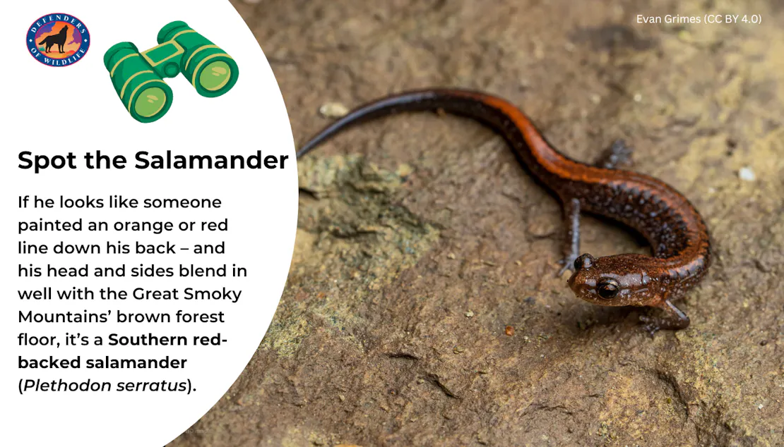 Graphic giving tips for spotting a southern red-backed salamander, which are dark brown or black with an orange-red line down their backs. A photo of the salamander is to the right of the text.