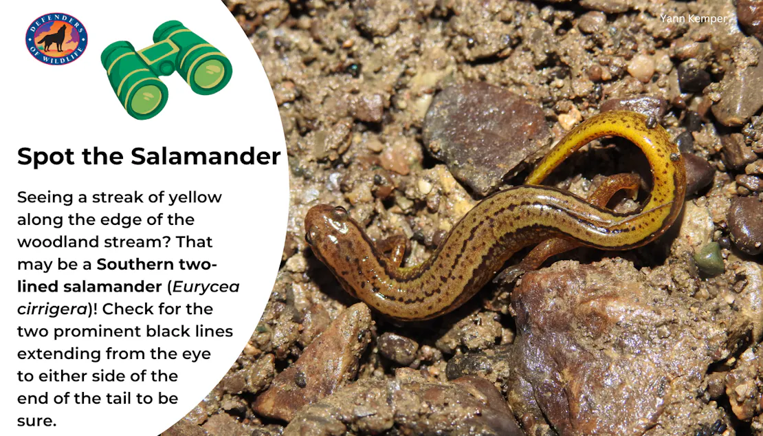 Graphic giving tips for spotting a southern two-lined salamanders which yellow with two black lines. A photo of the salamander is to the right of the text.