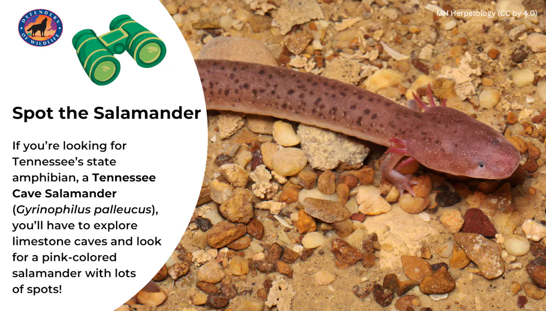 Graphic giving tips for spotting a Tennessee Cave Salamander, which are pink with spots. A photo of the salamander is to the right of the text.