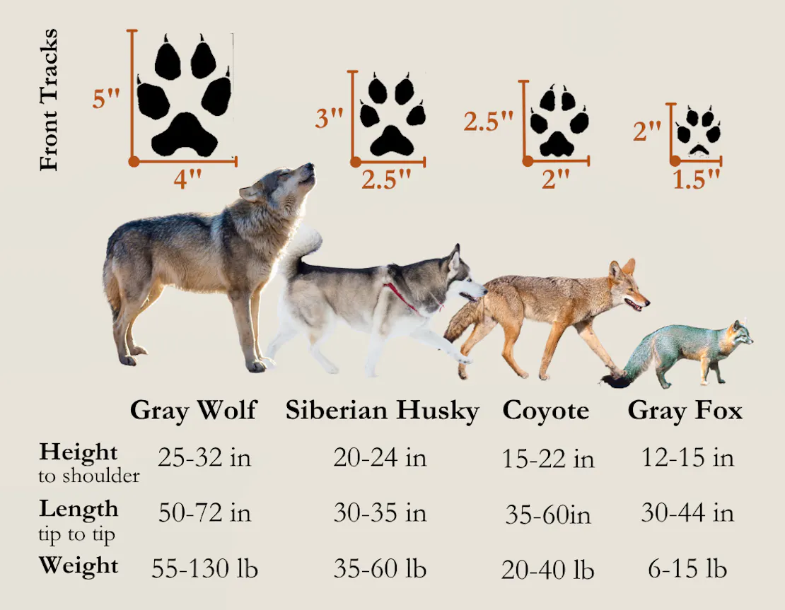 A graphic showing the physical size and pawprint size of wolves, Siberian huskies, coyotes and gray foxes.