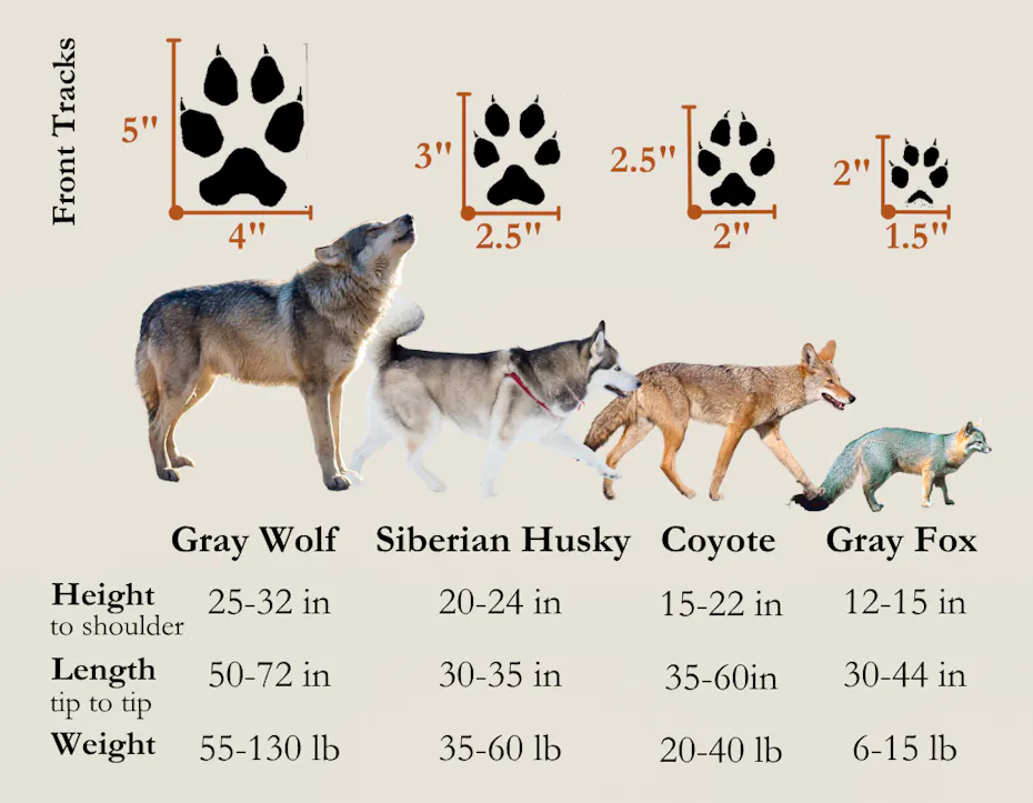Stay Smart: Do’s and Don’ts of Exploring in Wolf Country | Defenders of ...