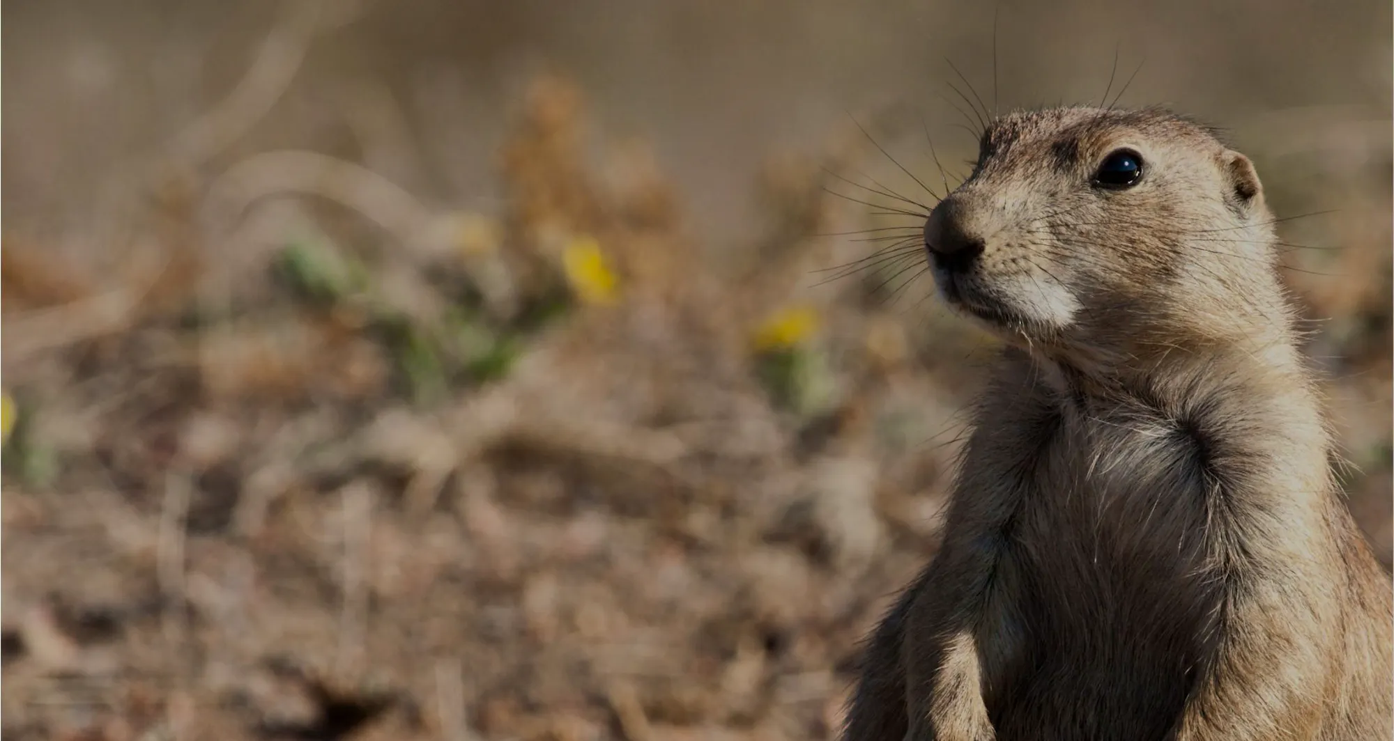 alert prairie dog looking around