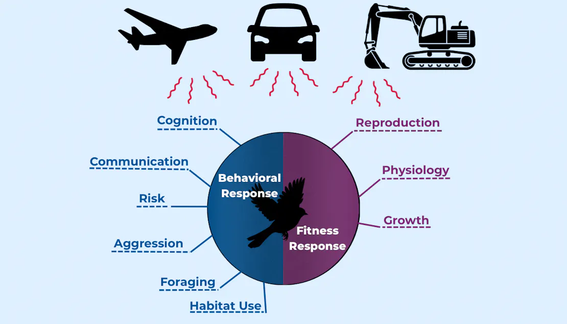 A graphic with a silhouette of a plane, car and construction equipment at the top. Vertical lines to indicate sound come down from the three vehicles. A circle split blue and purple with a silhouette of a bird in the center is below the lines. The blue side of the circle indicates behavioral responses and the purple side indicates fitness responses.
