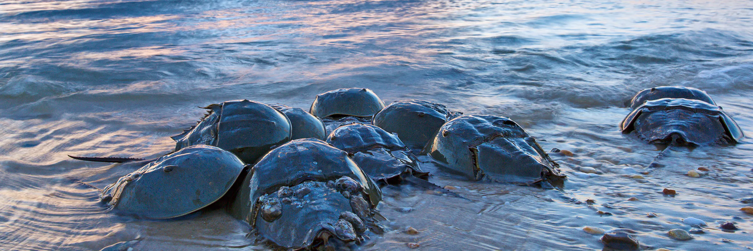 Horseshoe Crabs on the shore