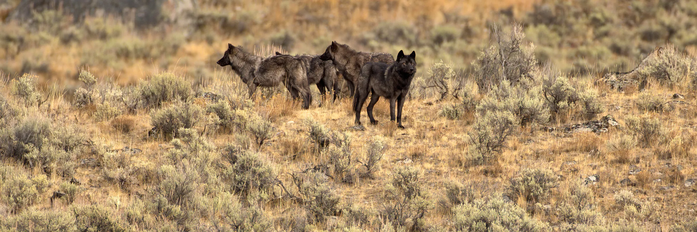 Pack of black-dark brown gray wolves stand together in shrub landscape.
