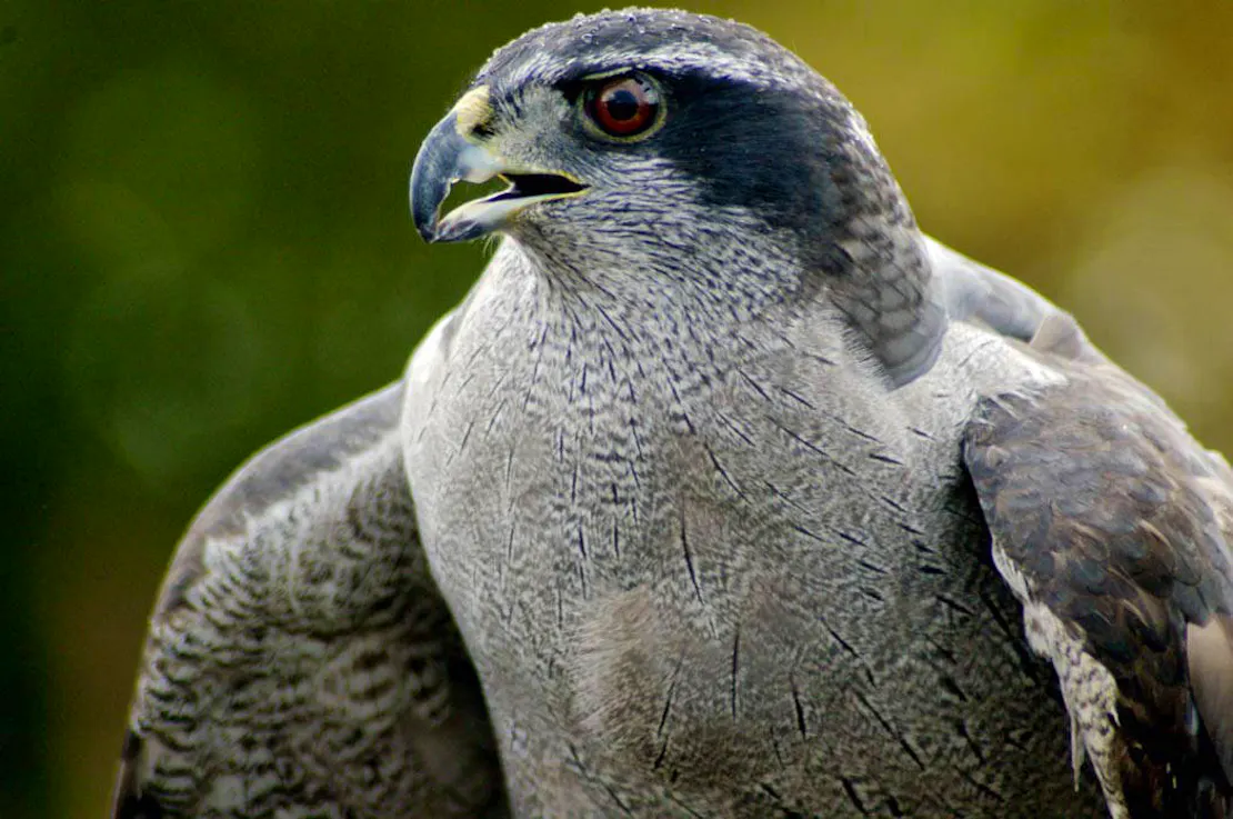 A close-up of a Northern Goshawk (grey and frosty-white raptor) in Anchorage, Alaska.