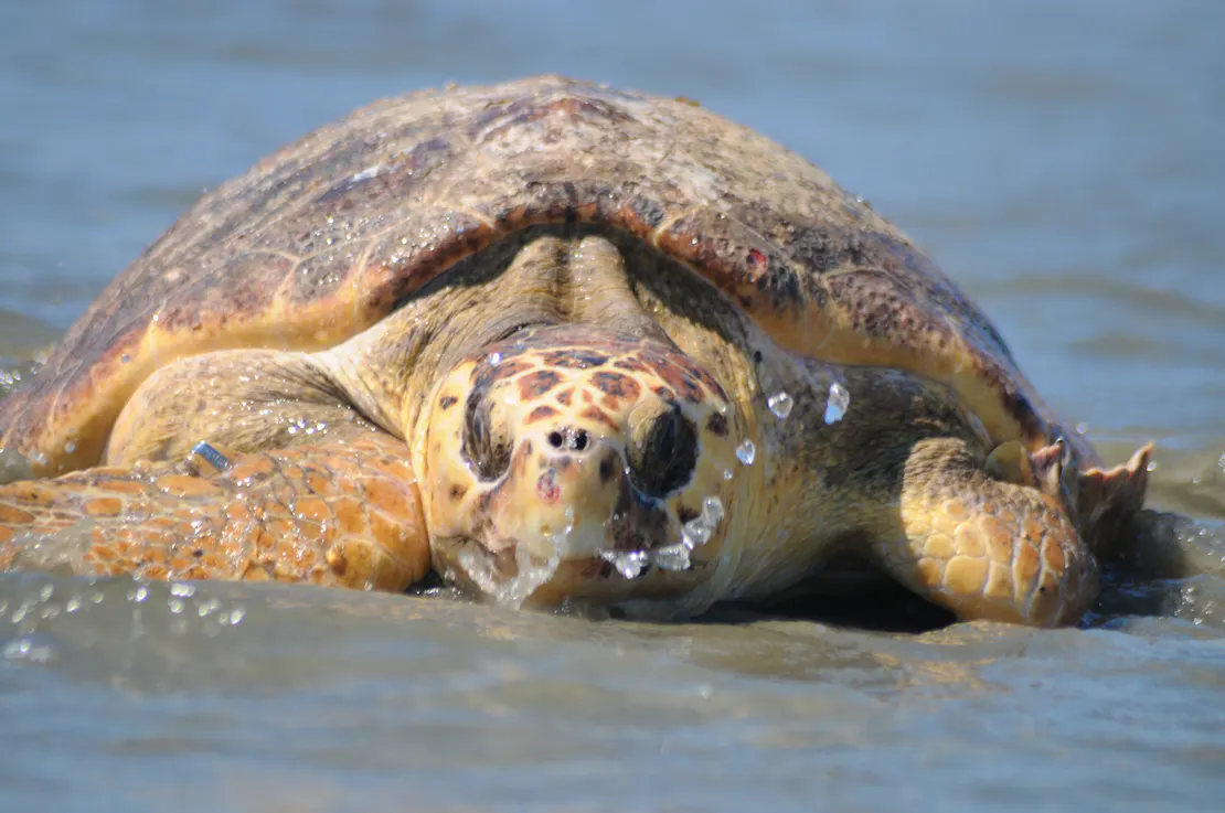 Loggerhead sea turtle in the surf, being released back into the ocean.