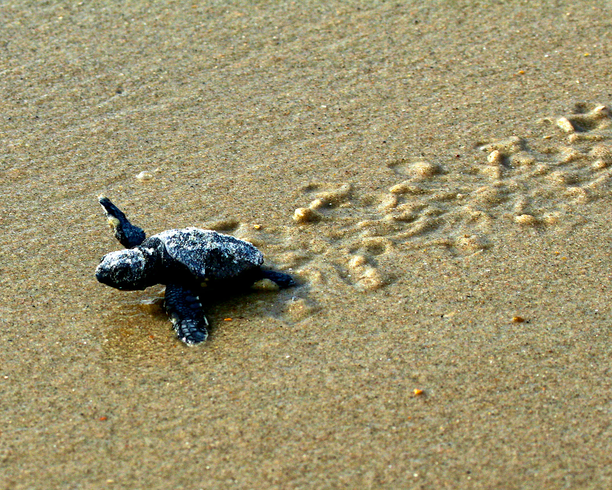 Loggerhead sea turtle hatchling making it's way to the ocean from its nest on the beach
