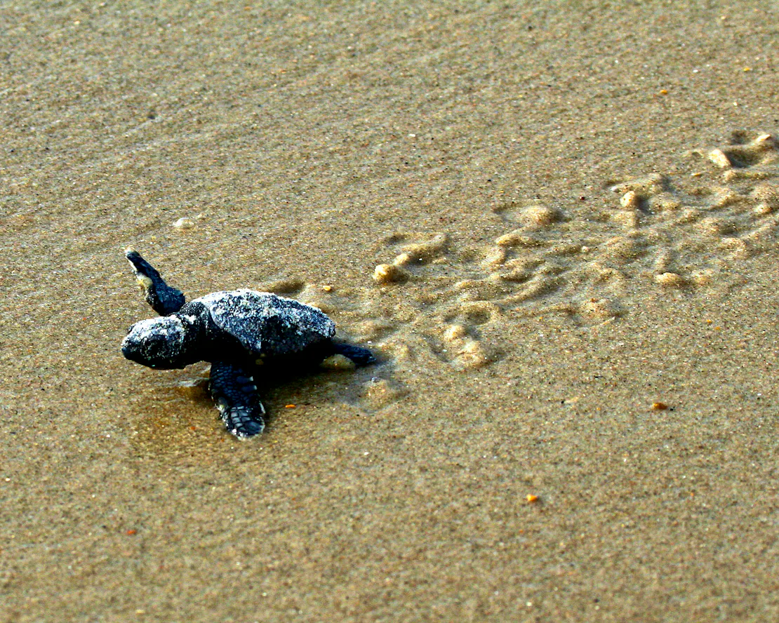 Loggerhead sea turtle hatchling making it's way to the ocean from its nest on the beach