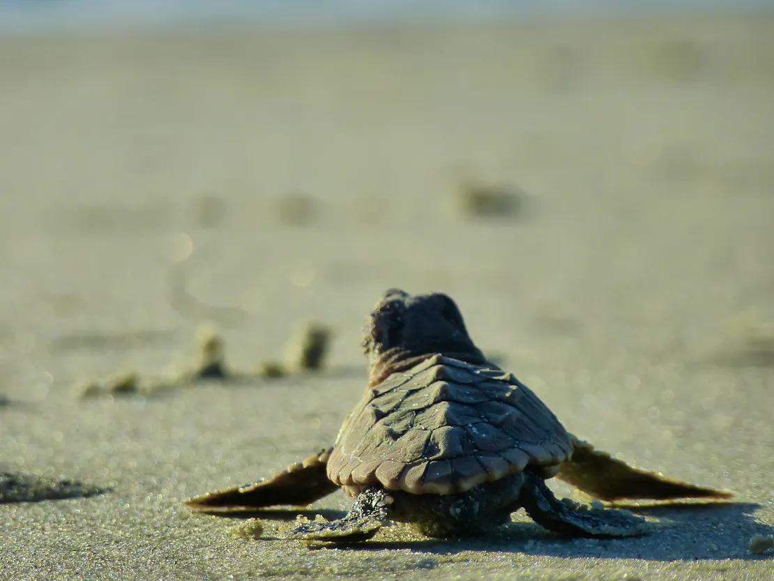 Loggerhead sea turtle hatchling heading toward the ocean on the beach in Blackbeard Island, Georgia