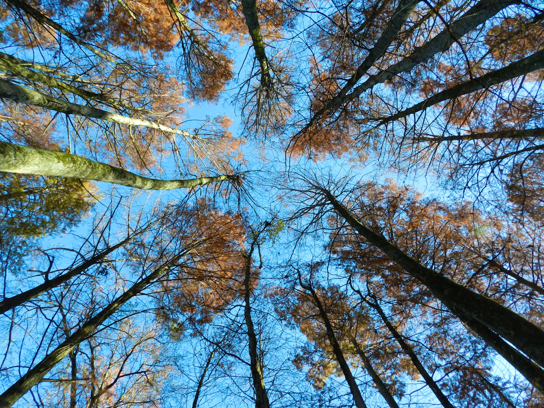 Tall trees above at Wheeler National Wildlife Refuge in Alabama.