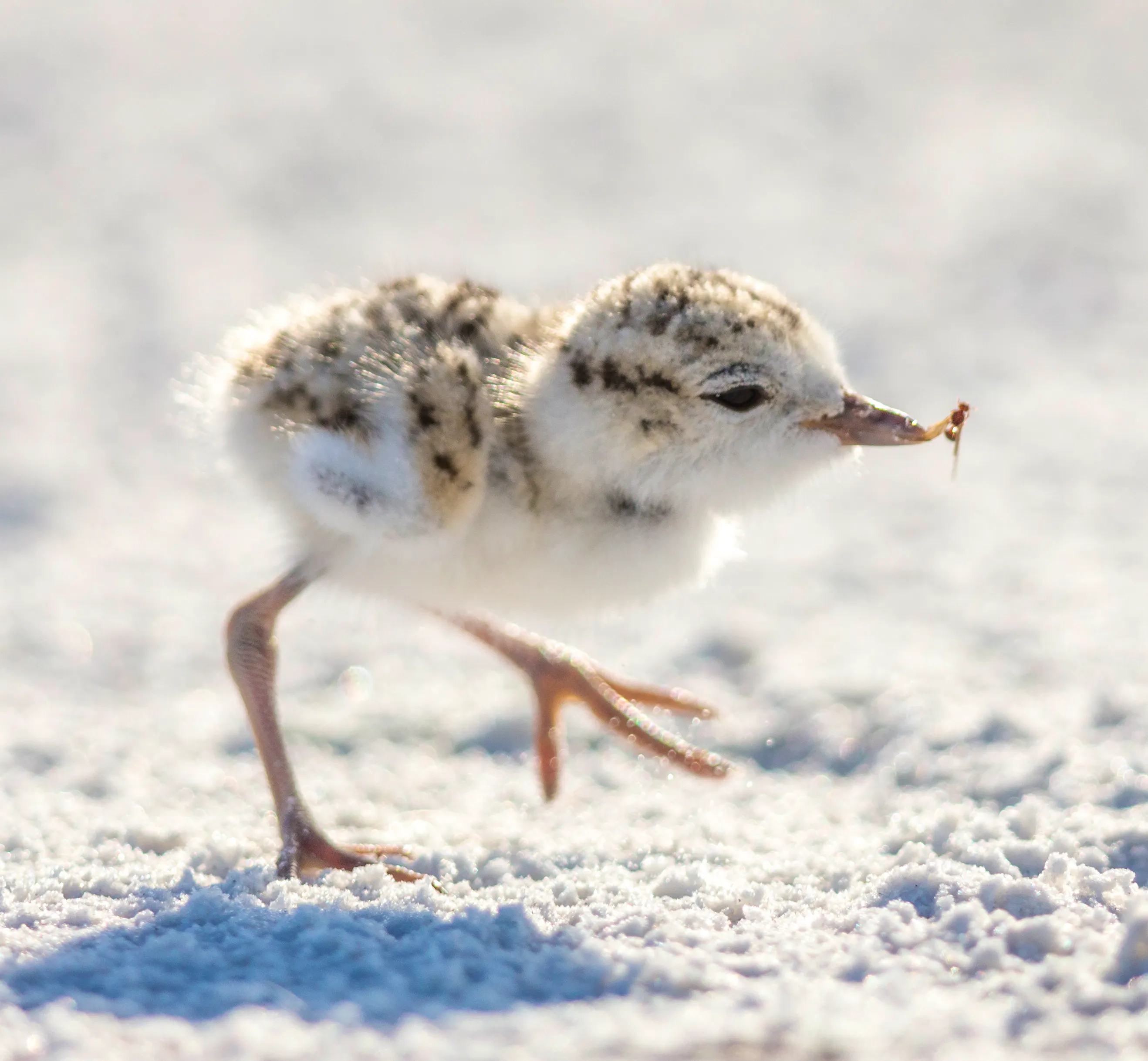 Snowy Plover 