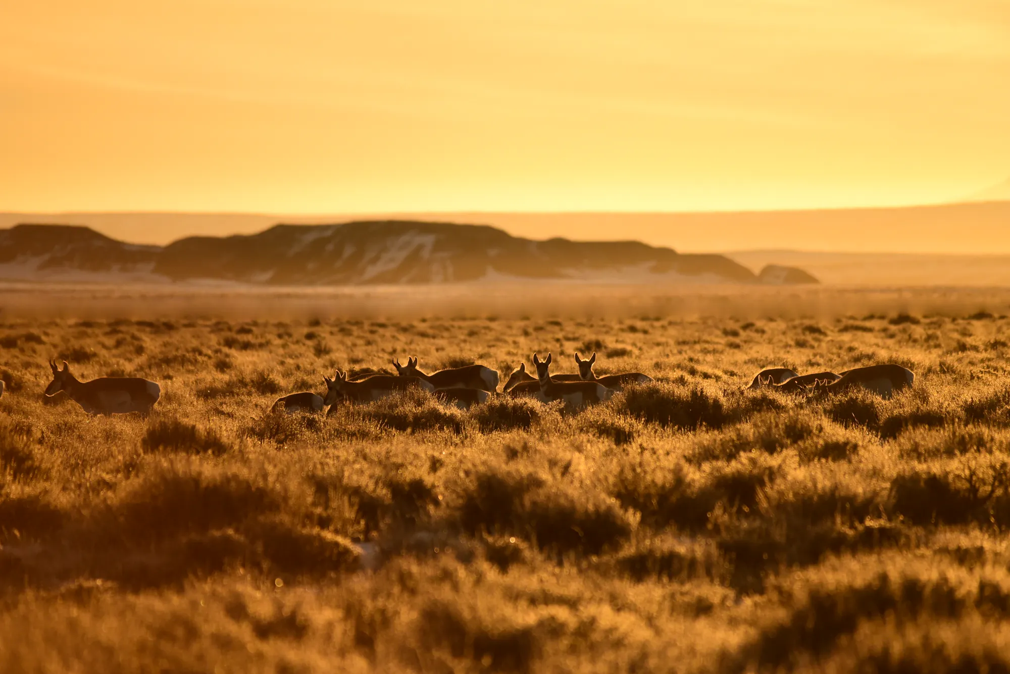 Pronghorn NWR