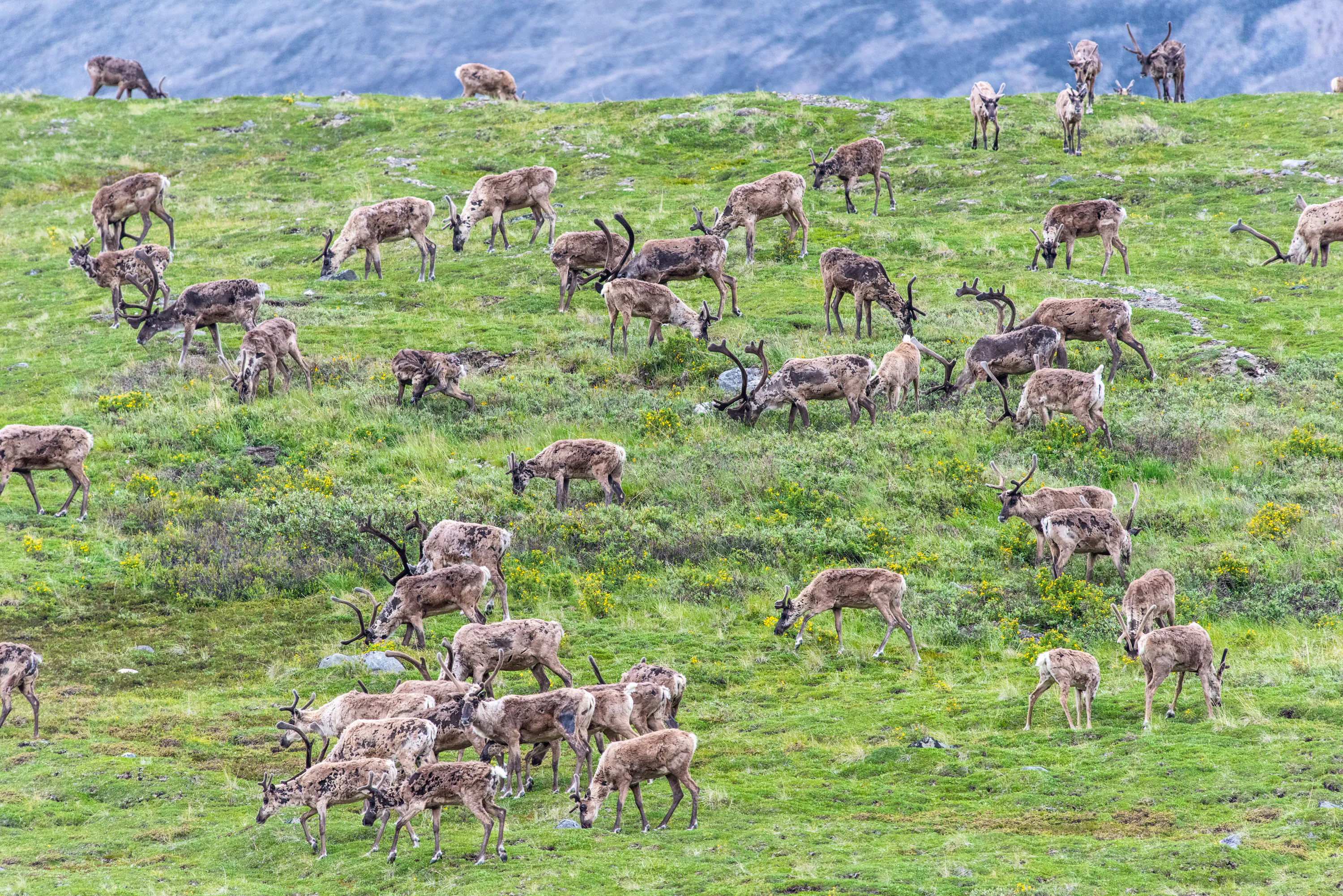 Caribou migrating through Arctic National Wildlife Refuge 
