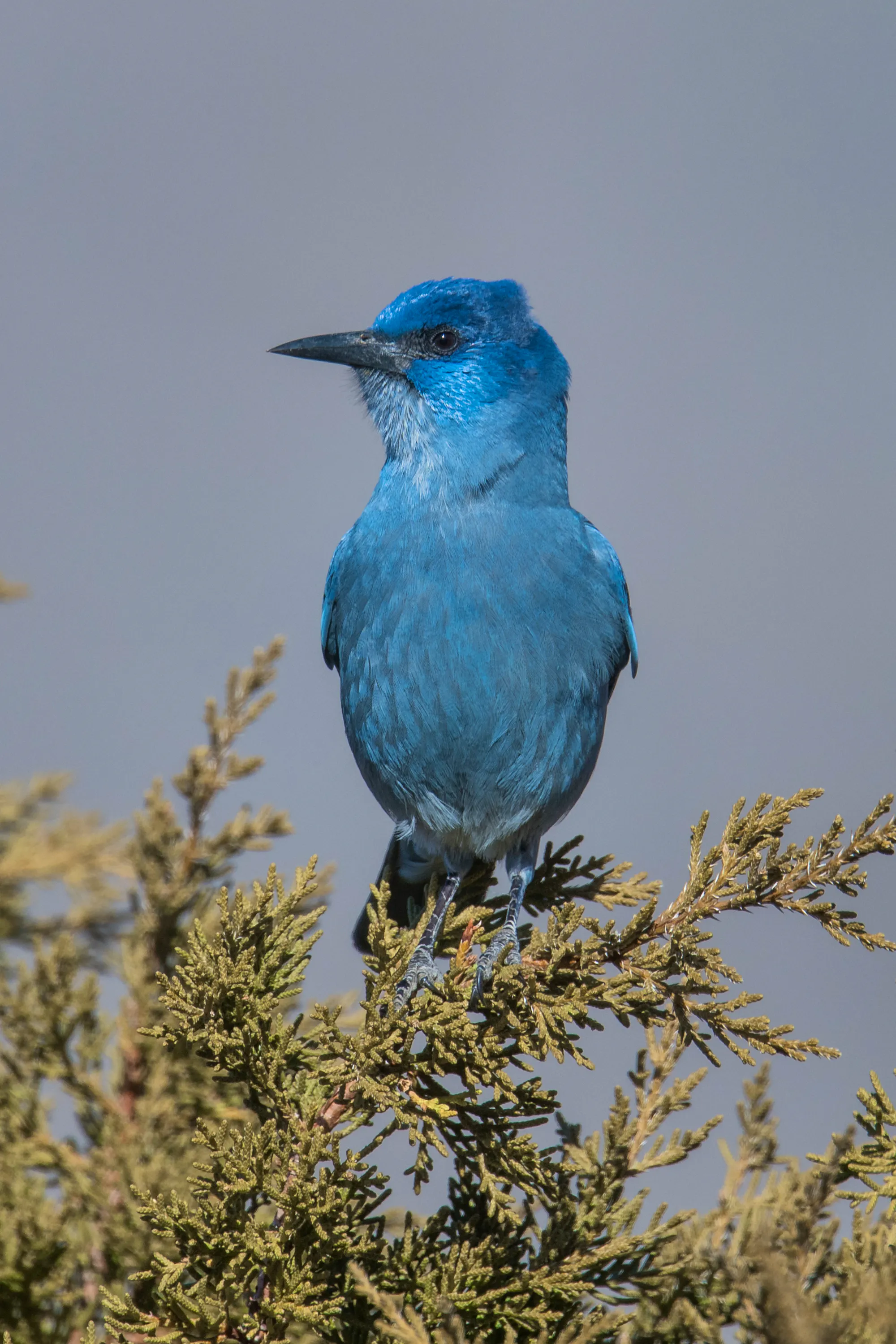 a Pinyon Jay perched at the top of a tree. The vibrant blue bird looks off to the left.