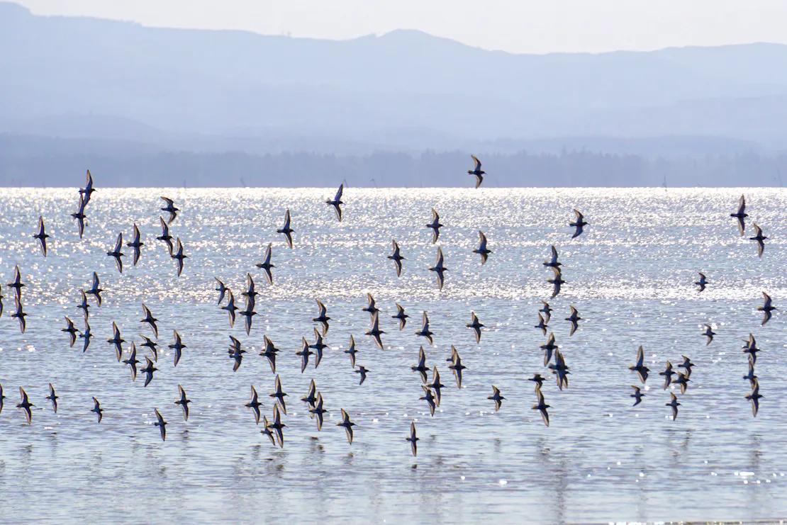 Shorebirds flying over the water with mountains in the background at Willapa National Wildlife Refuge