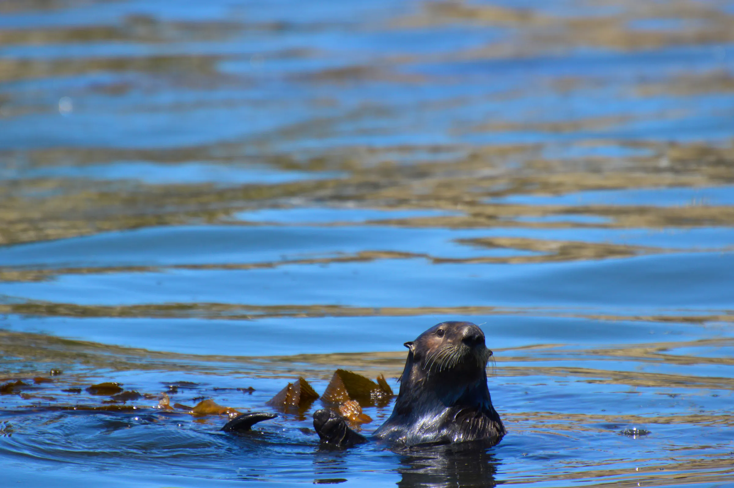 Sea otter with head poking above the water 