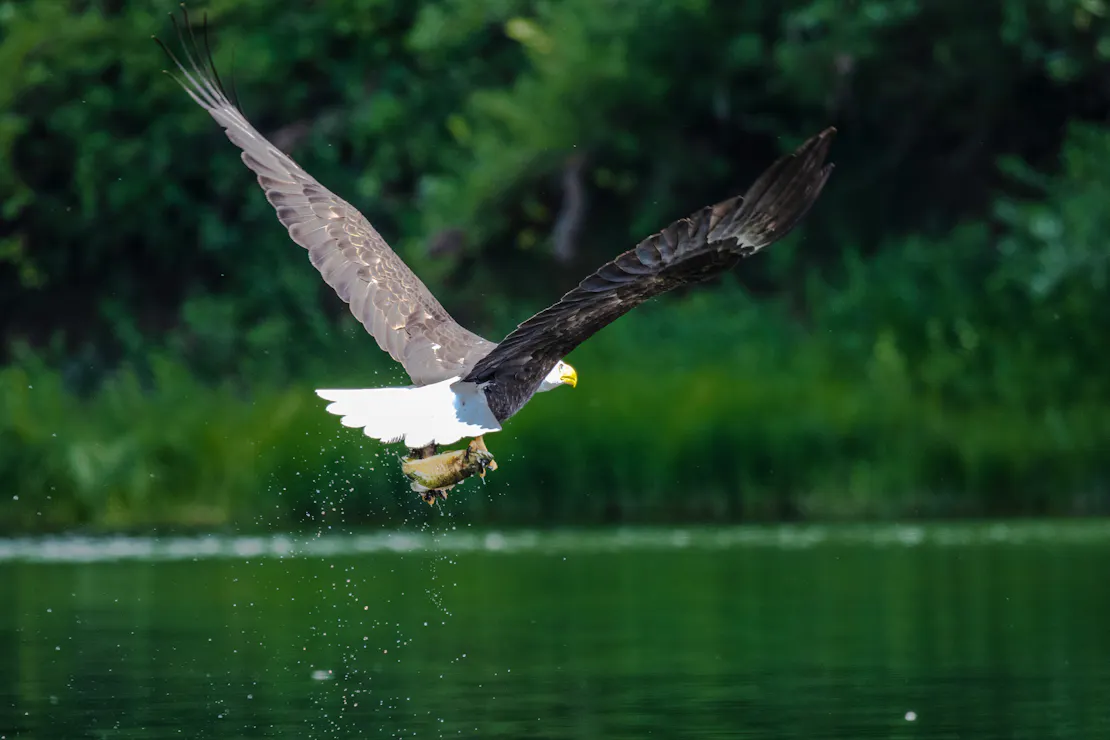 Bald Eagle Fishing