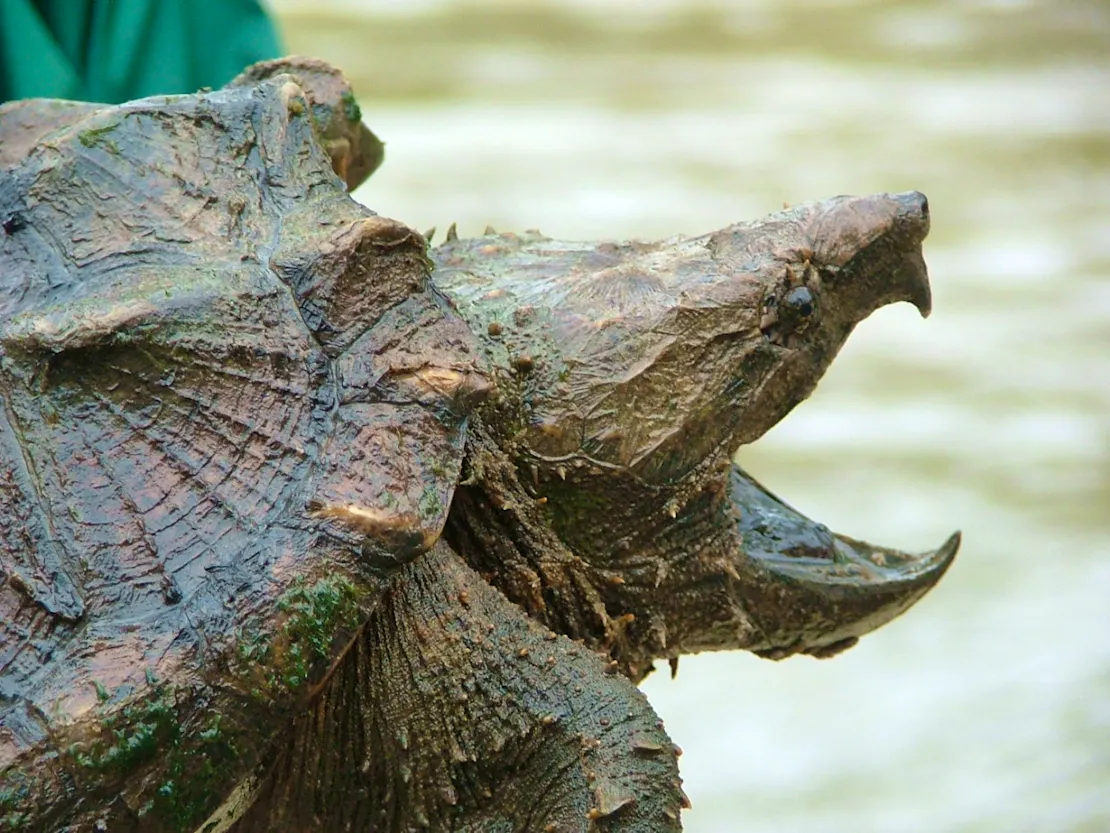 A close up photo of an Alligator Snapping Turtle at Cahaba River National Wildlife Refuge in Alabama.