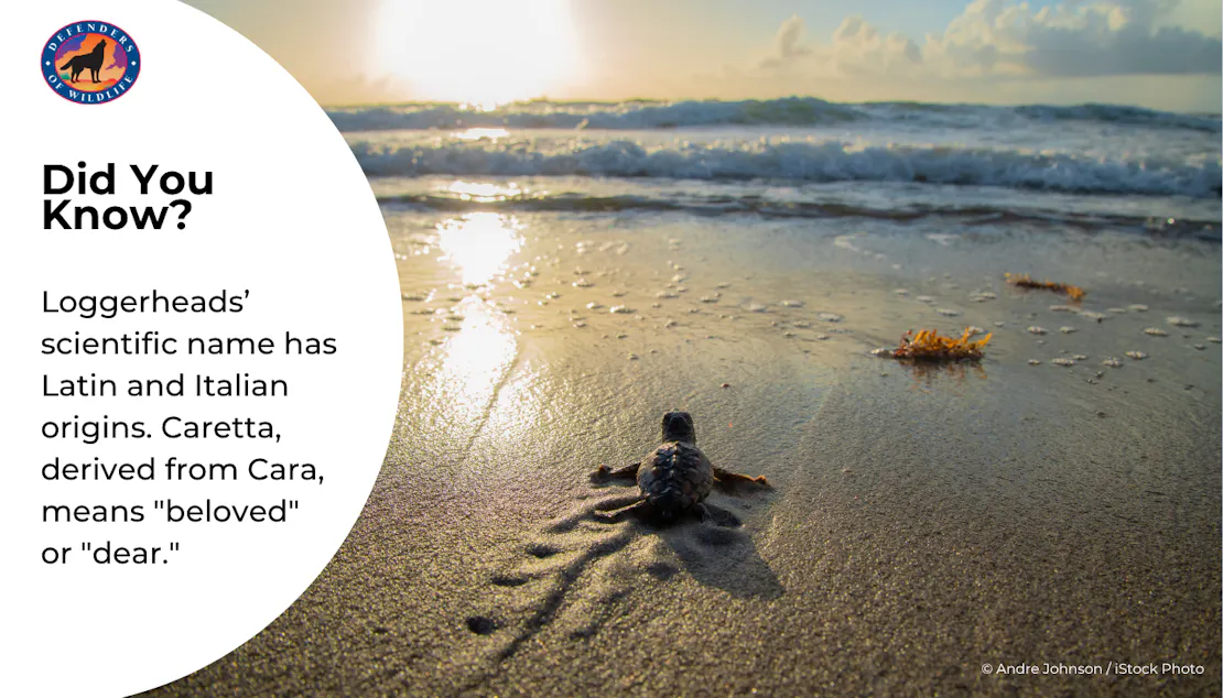 Graphic sharing a "Did You Know?". Loggerheads' scientific name roughly translates to "dear" or "beloved" in Italian and Latin. Photo of a baby loggerhead heading toward the ocean and sunset accompany the fact.