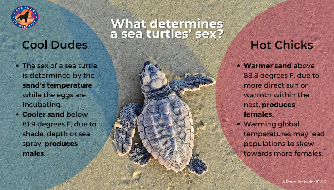 A graphic explaining the sand's temperature determines a sea turtles' sex. Warmer sands produce females and cooler sands produce males.
