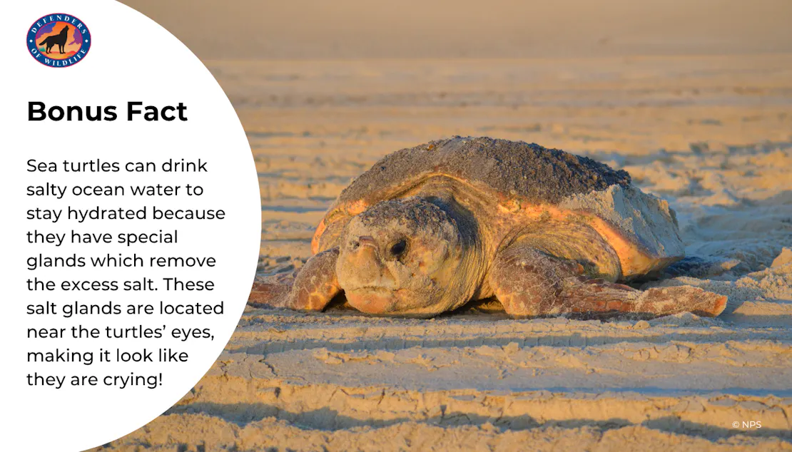 Graphic that shares a fun fact about how sea turtles have special glands by their eyes that remove excess salt. A large loggerhead on a beach accompanies the fact.