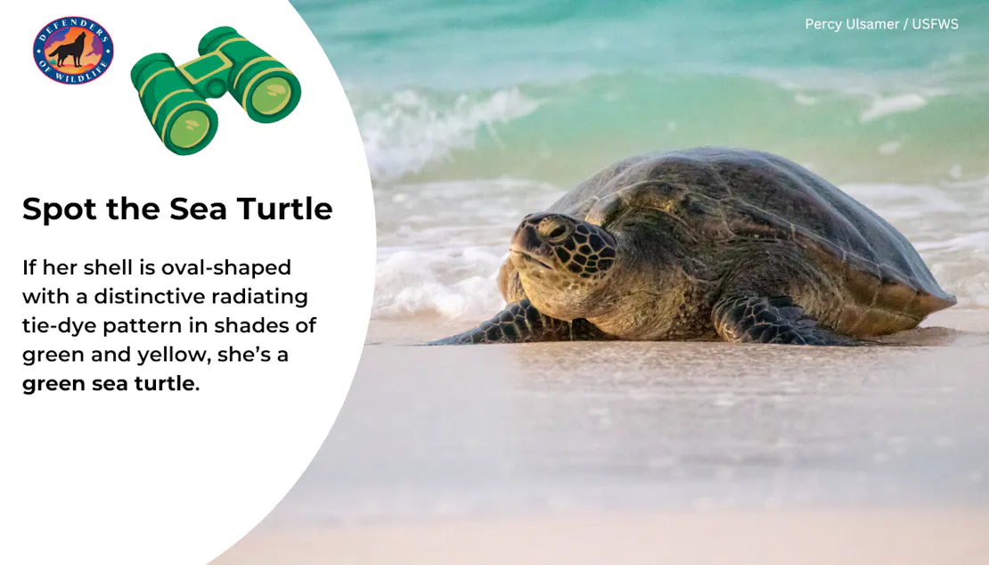 Graphic sharing how to identify a green sea turtle: by their green and yellow oval-shaped shell!