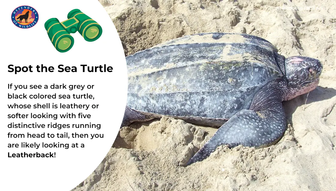 Graphic sharing how to identify a leatherback sea turtle: by their dark gray or black coloring and their leathery, five ridged shells!