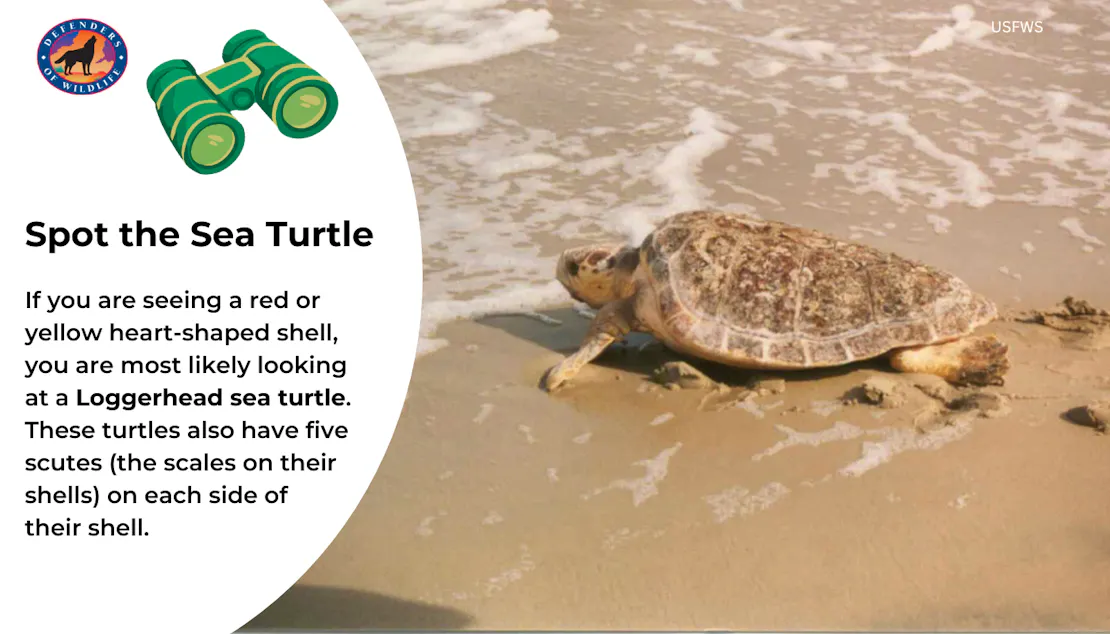 Graphic sharing how to identify a loggerhead sea turtle: by their red or yellow, heart-shaped shell!