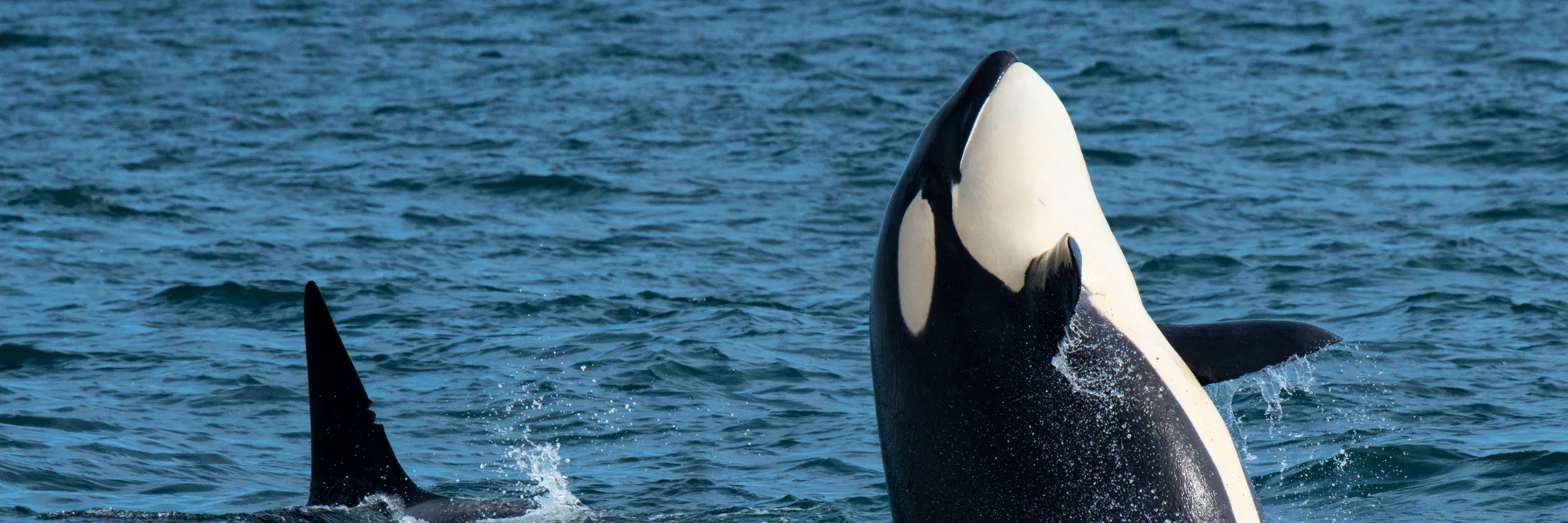 An orca jumps from the water in Monterey Bay National Marine Sanctuary.