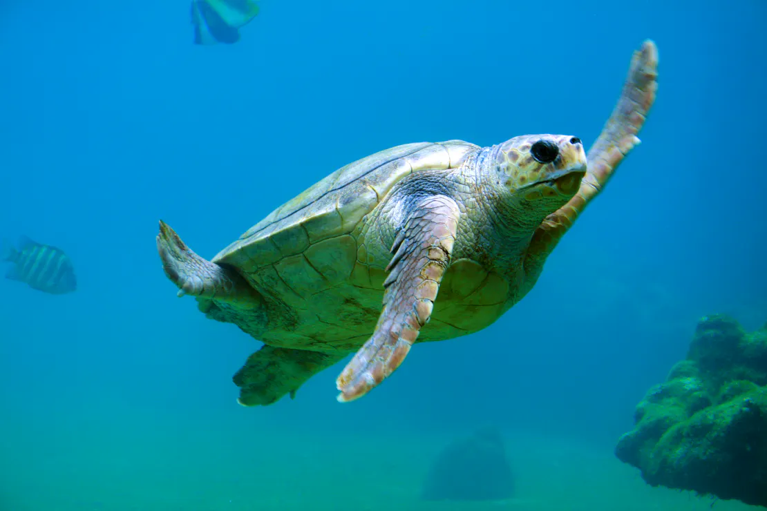 A loggerhead sea turtle swimming under water.