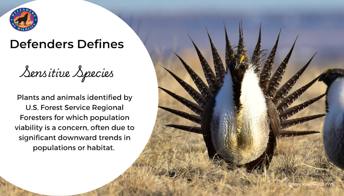 Graphic explaining what a Sensitive Species is with a photo of an example of one, a greater sage grouse.