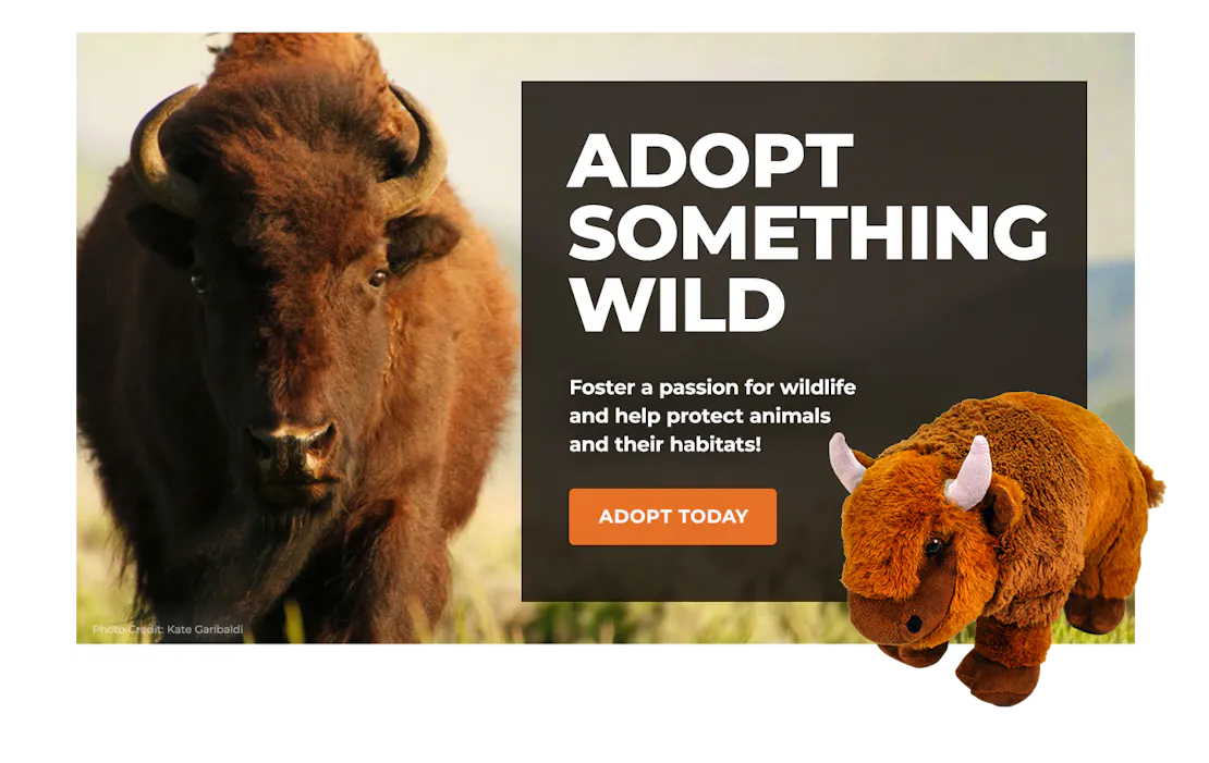 bison image with adoption plush bison overlaying block with text promoting symbolic adoption