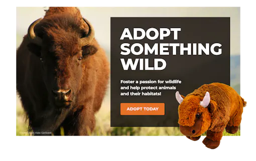 Bison | Defenders of Wildlife
