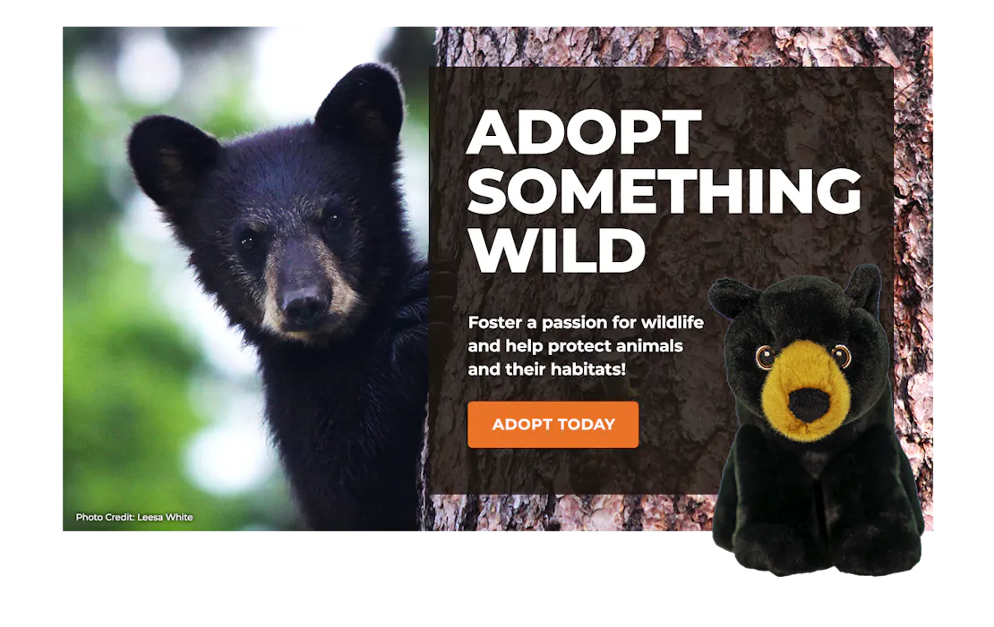black bear image with adoption plush black bear overlaying block with text promoting symbolic adoption
