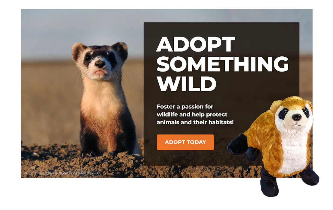 black-footed ferret image with adoption plush black-footed ferret overlaying block with text promoting symbolic adoption