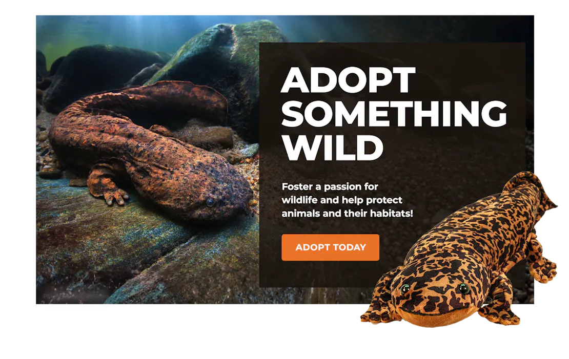 hellbender image with adoption plush hellbender overlaying block with text promoting symbolic adoption