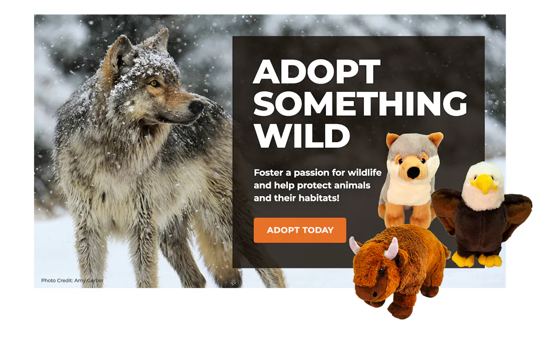wolf image with adoption plush wolf, eagle and bison overlaying block with text promoting symbolic adoption