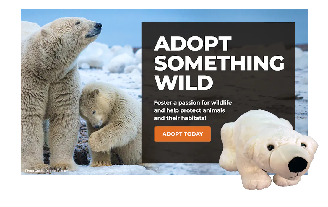 polar bear image with adoption plush polar bear overlaying block with text promoting symbolic adoption