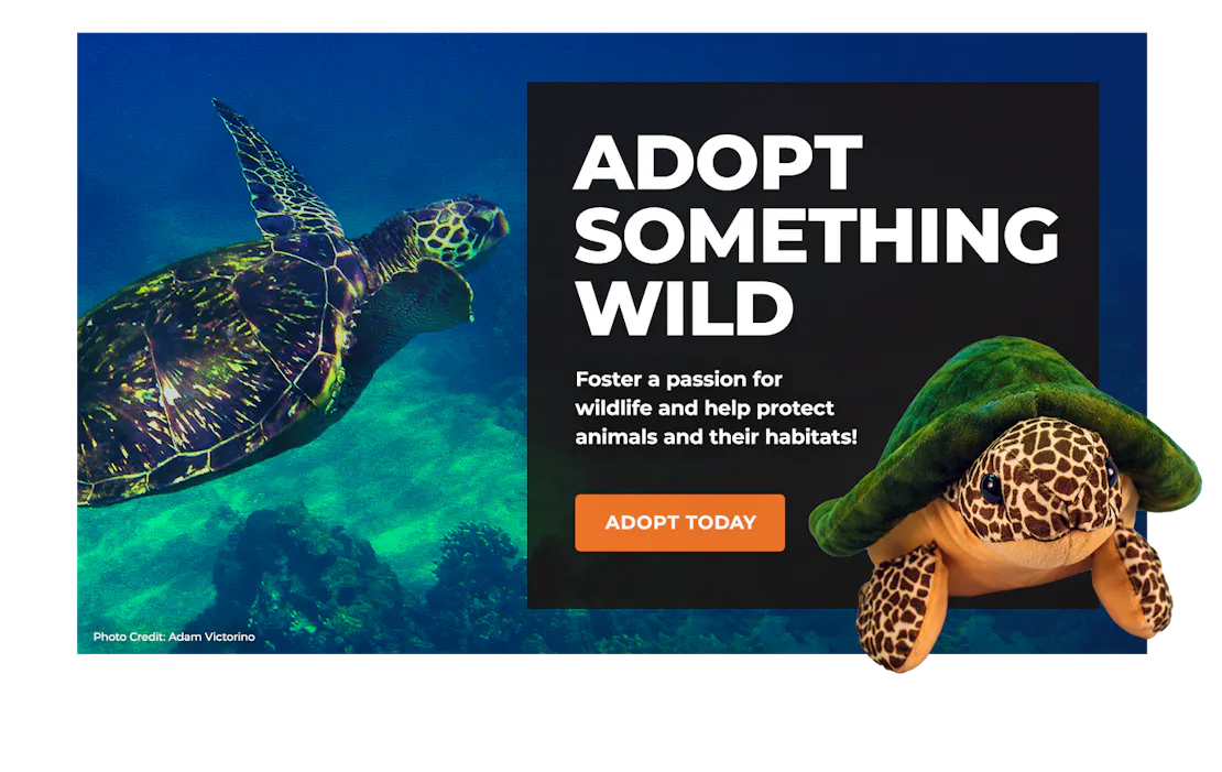 sea turtle image with adoption plush sea turtle overlaying block with text promoting symbolic adoption