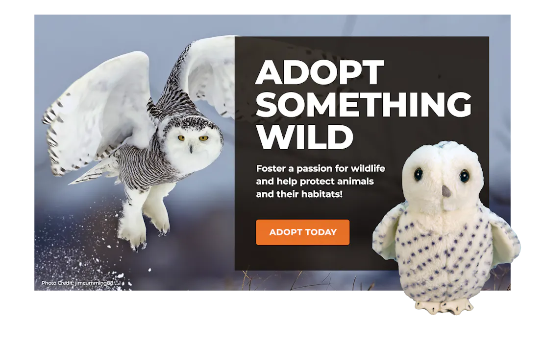 snowy owl image with adoption plush snowy owl overlaying block with text promoting symbolic adoption