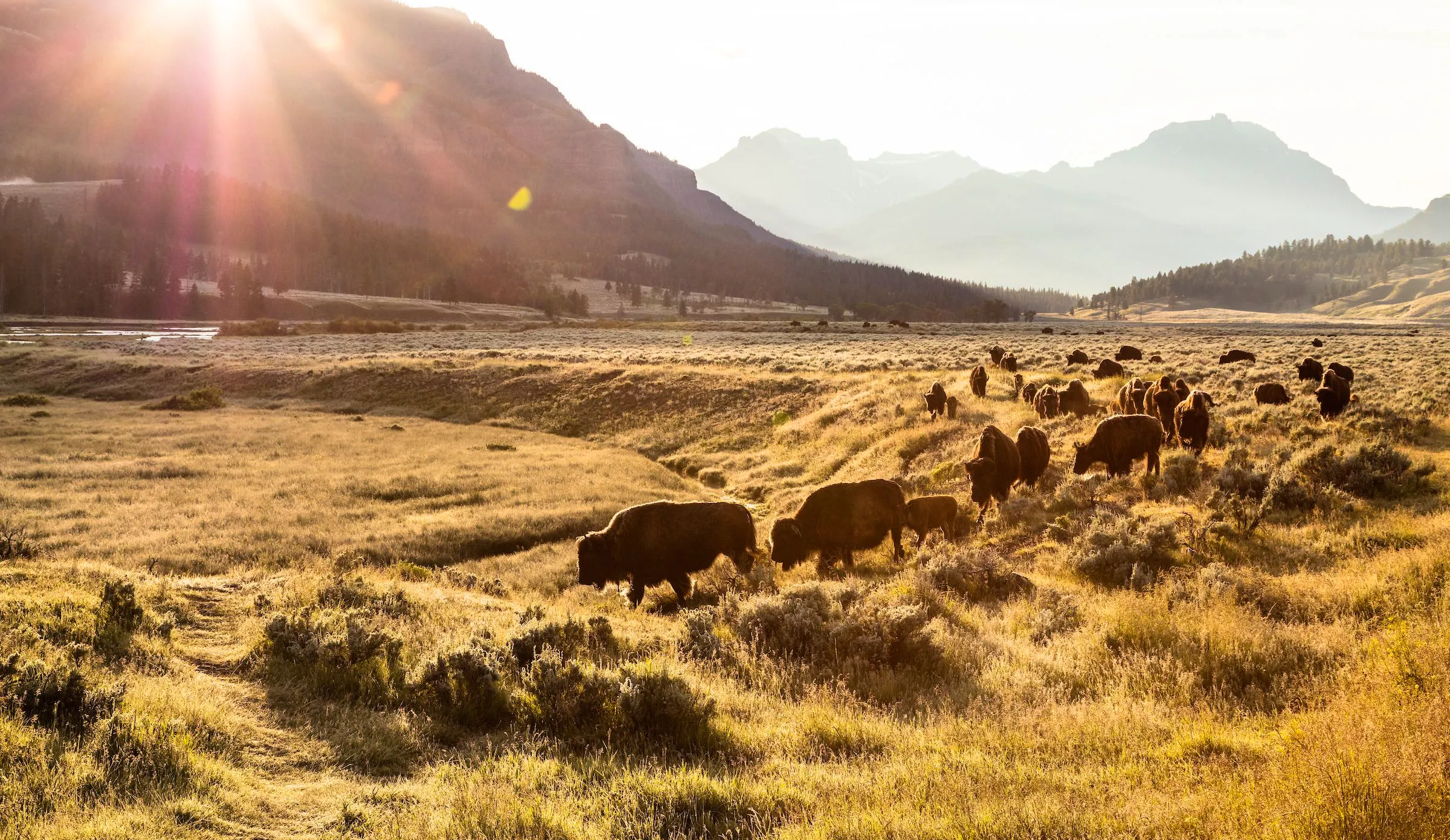 Bison at sunrise in Yellowstone National Park