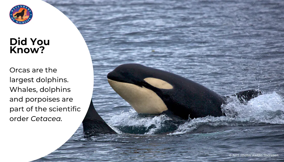 Graphic sharing a fun fact that orcas are the largest dolphins and, along with whales, belong to the scientific order Cetacea.