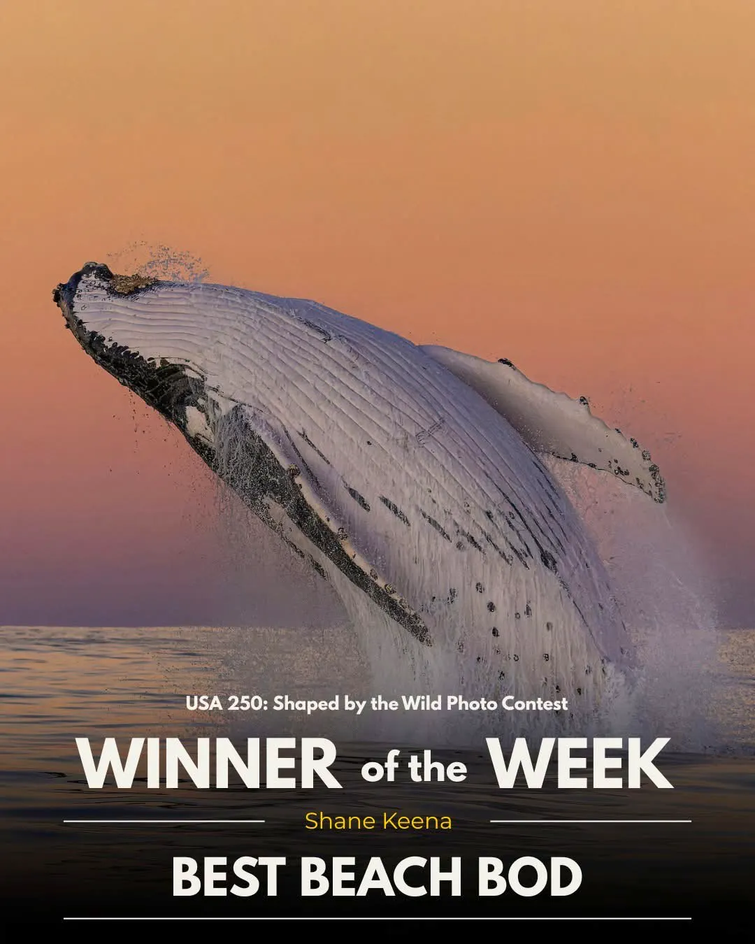 USA 250: Shaped by the Wild Photo Contest winner of the week - Best Beach Bod. Whale emerging out of water with orange sunset in the background.