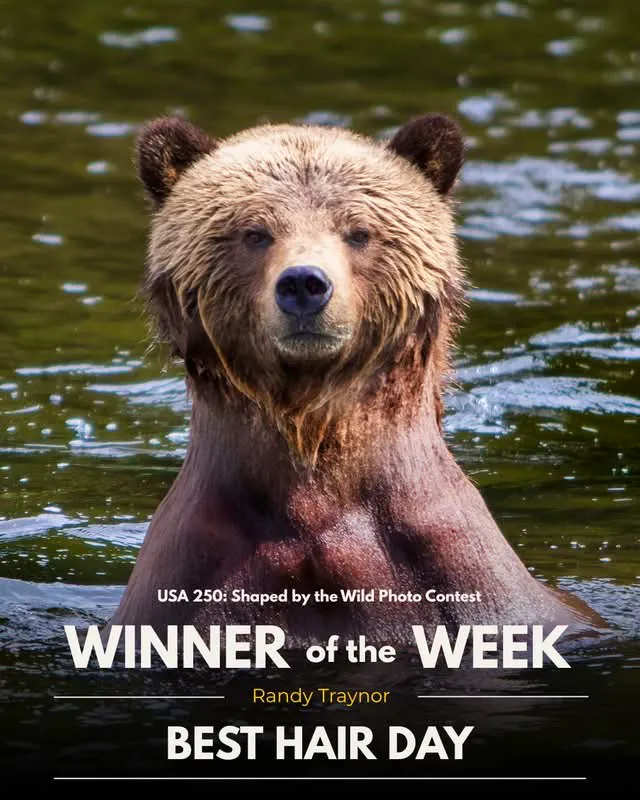 USA 250: Shaped by the Wild Photo Contest winner of the week - Best Hair Day. Wet bear in water.