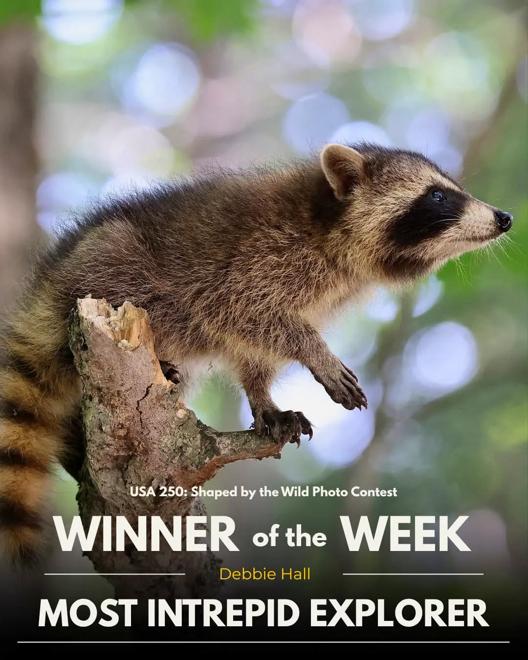 USA 250: Shaped by the Wild Photo Contest winner of the week - Most Intrepid Explorer. Curious raccoon.