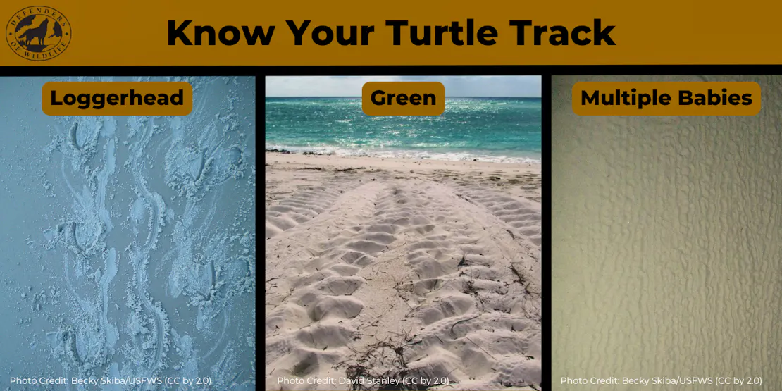Graphic showing the difference between loggerhead sea turtle, green sea turtle and baby sea turtle tracks on beaches.