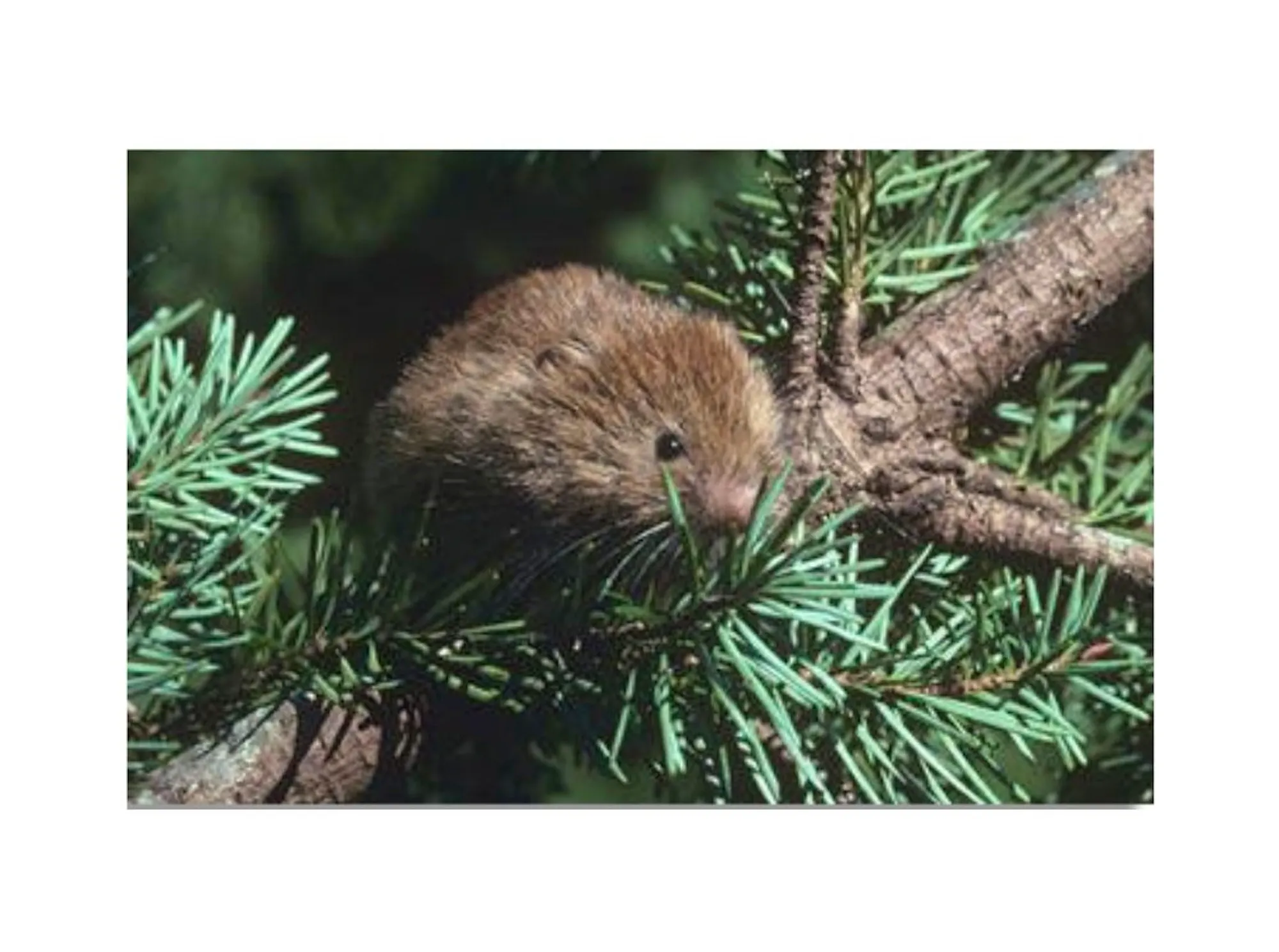 Red Tree Vole