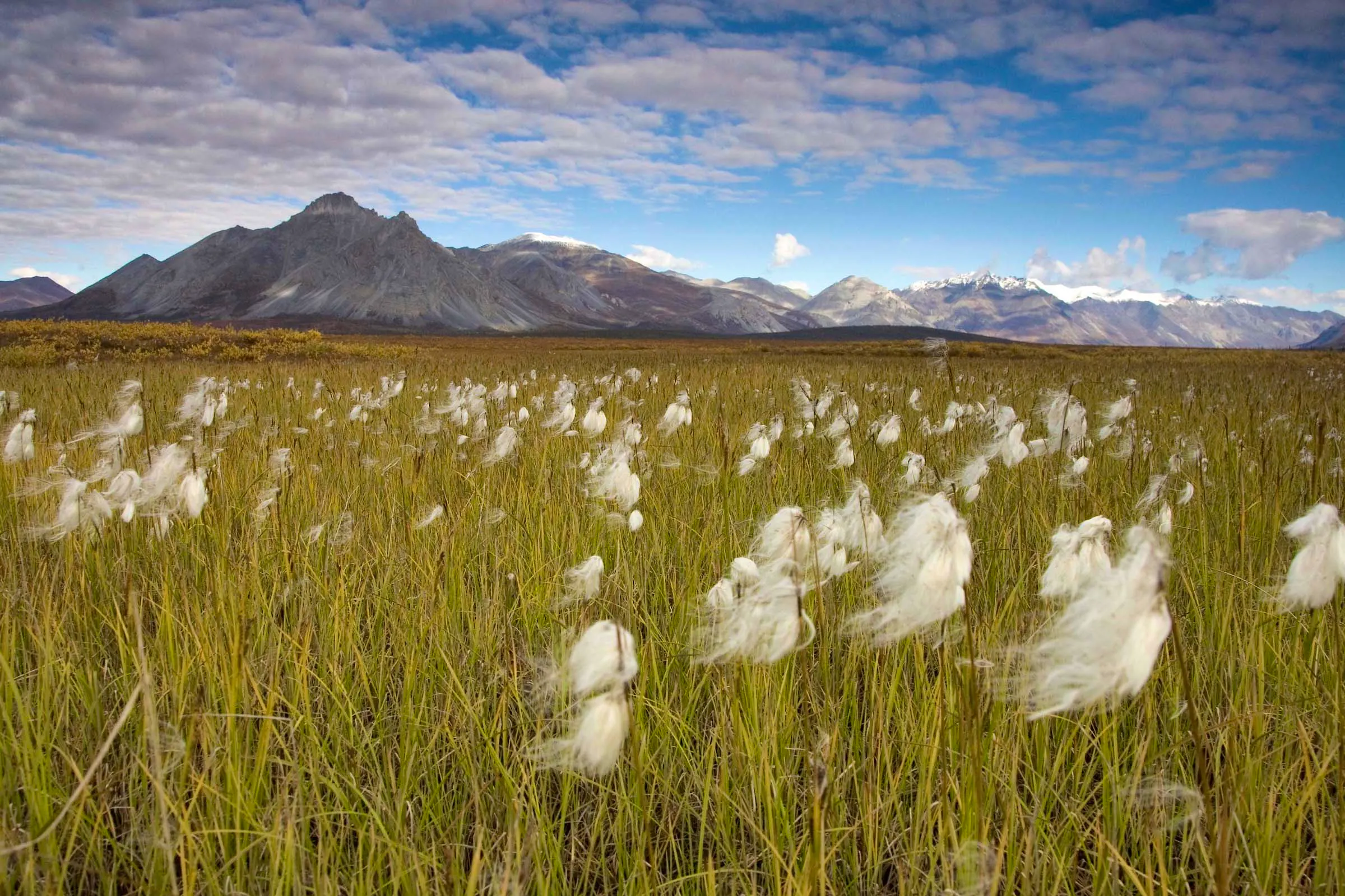 cotton grass with mountain range in background at Arctic National Wildlife Refuge